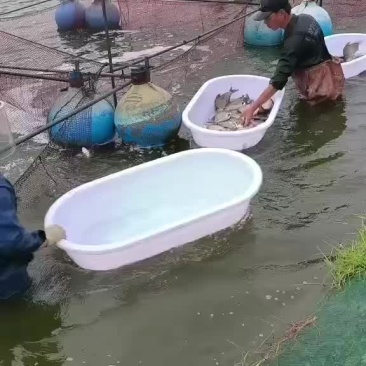 锅盖扁鱼武鲳供货钓场市场