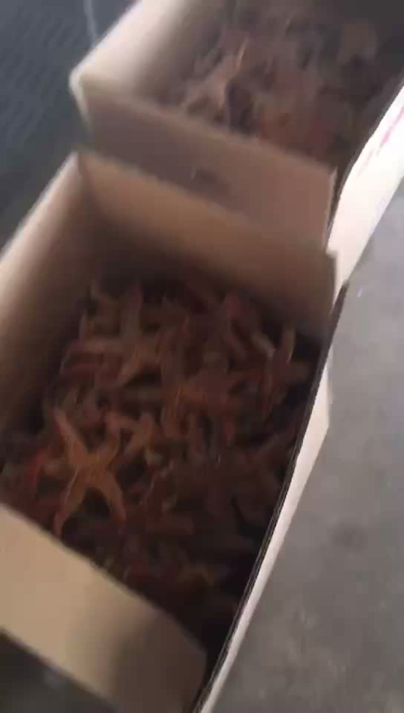 渤海湾鲜活大海星各种规格