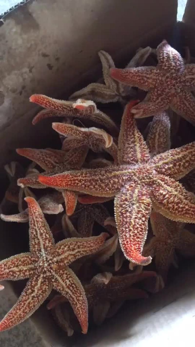 渤海湾鲜活大海星各种规格
