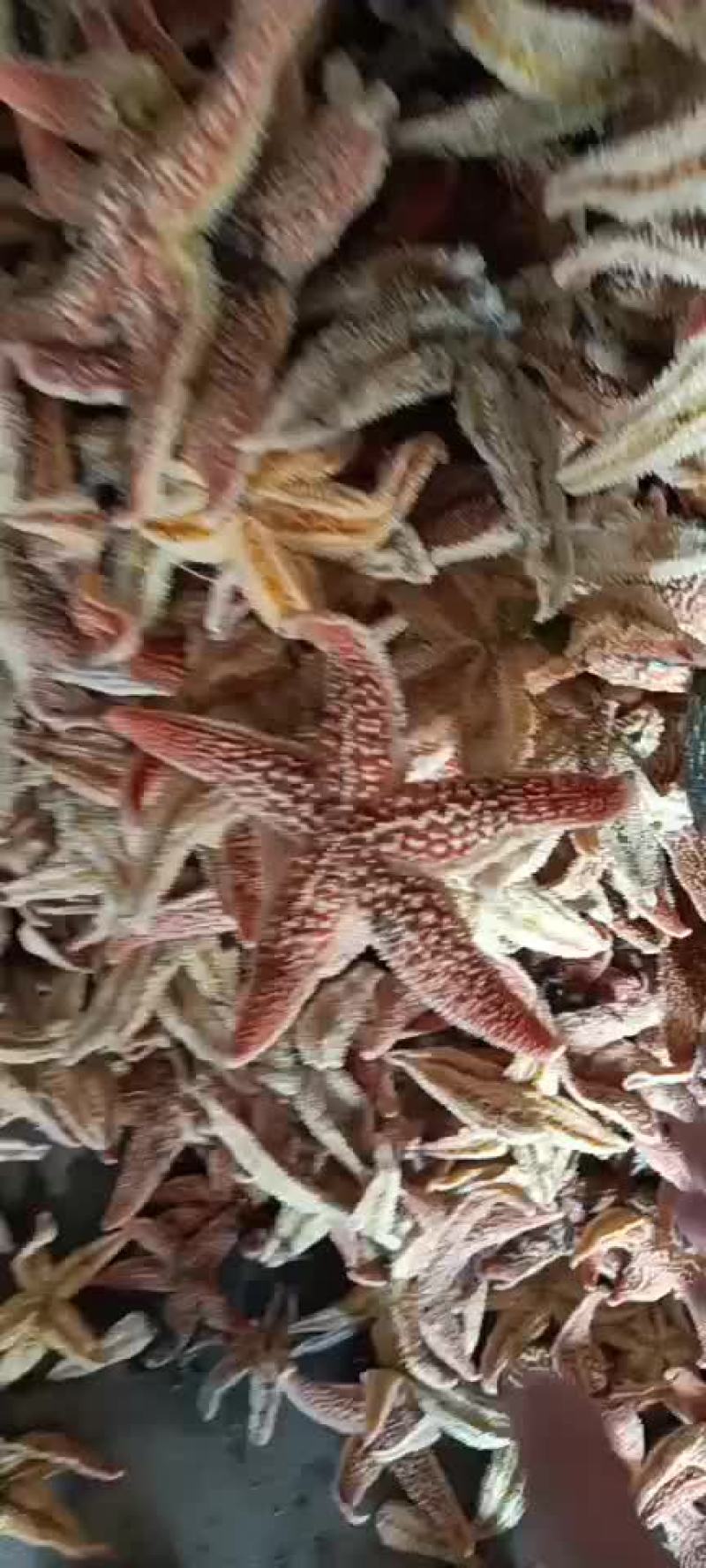 渤海湾鲜活大海星各种规格