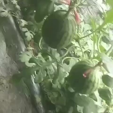 果型正，熟度好，糖度高