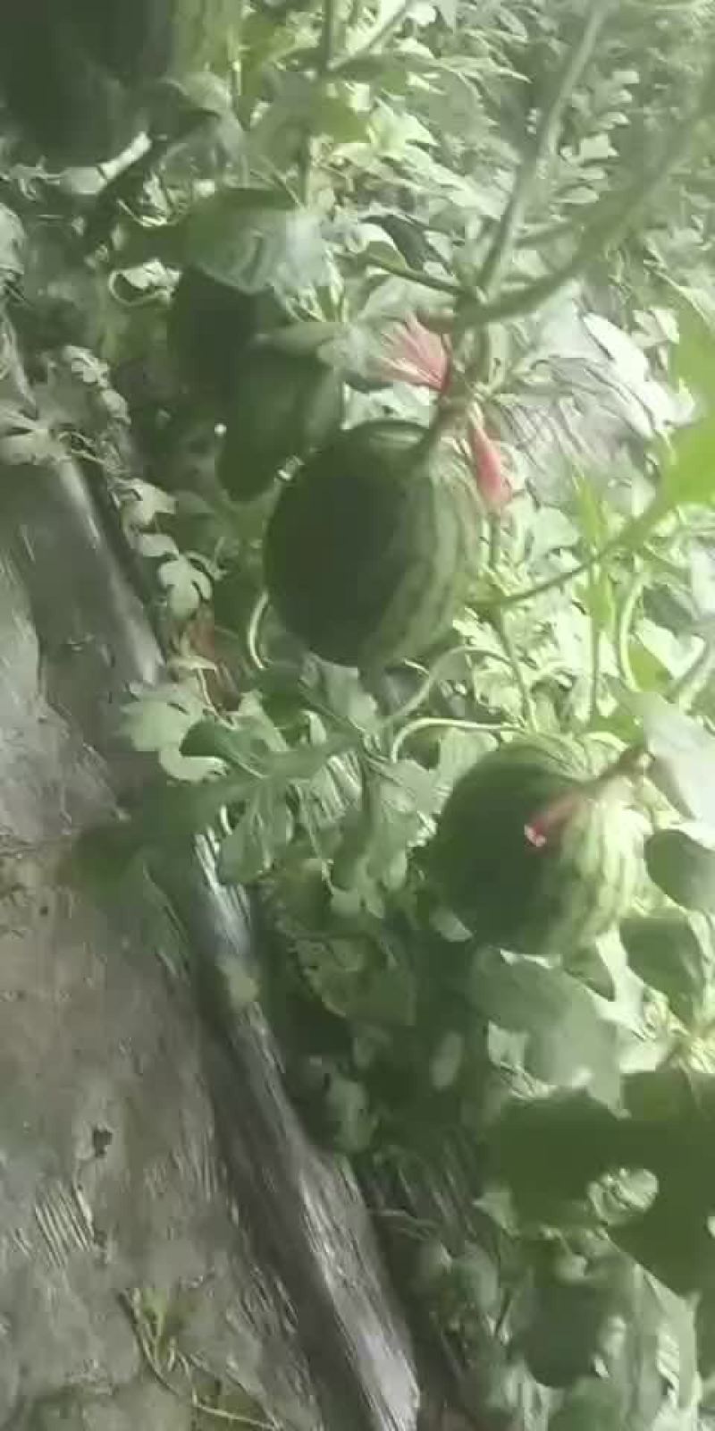 果型正，熟度好，糖度高