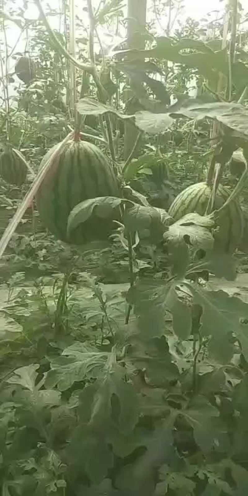 果型正，熟度好，糖度高
