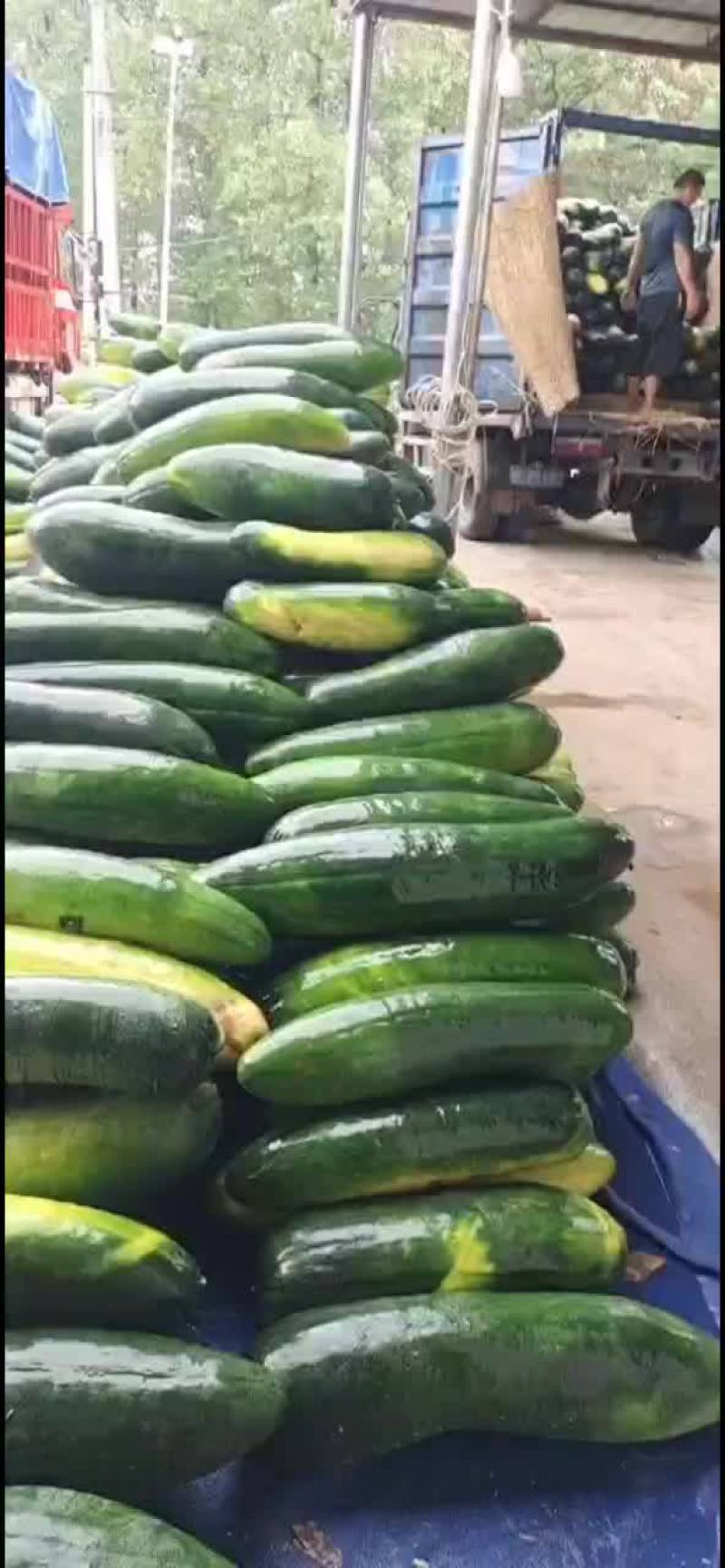 亳州黑皮冬瓜大量上市了，有需要的可以联系