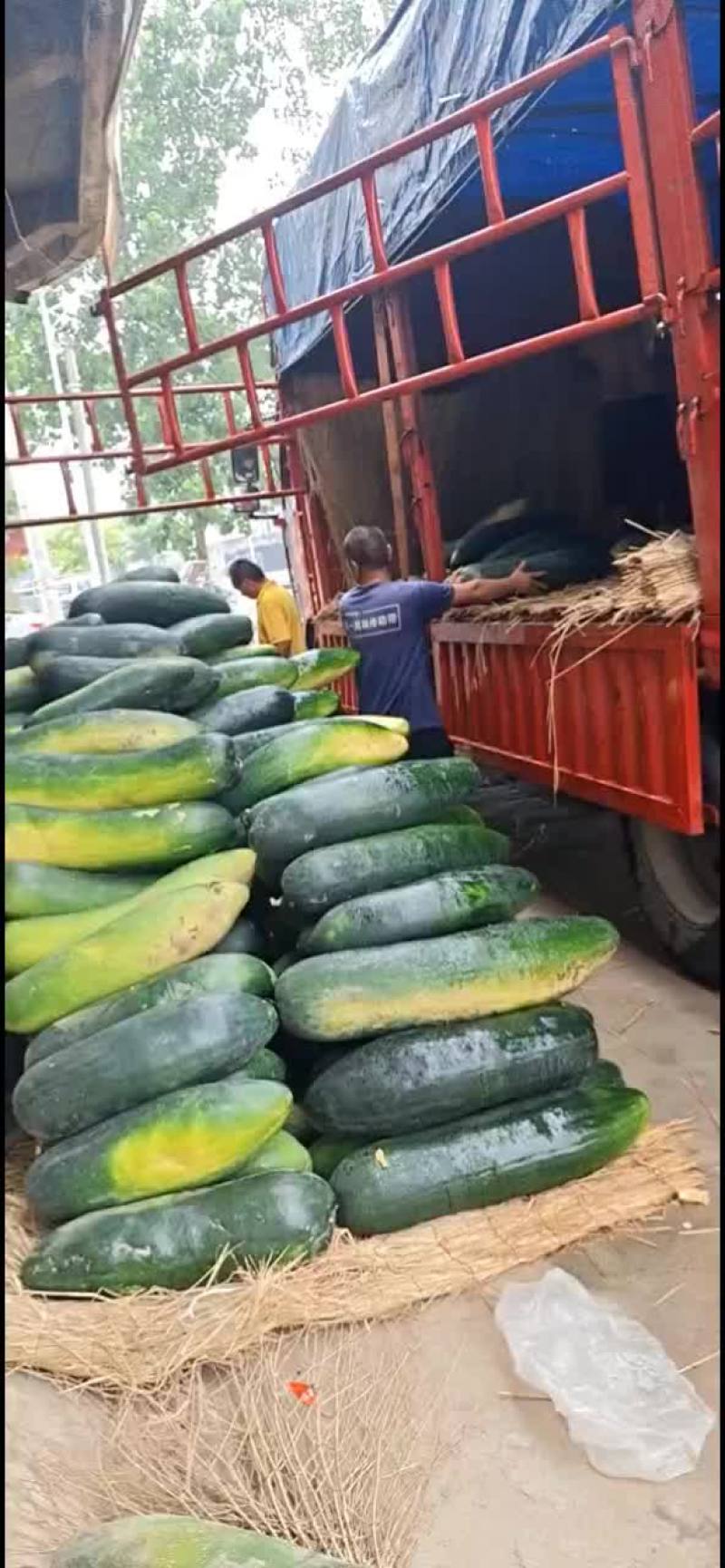 亳州黑皮冬瓜大量上市了，有需要的可以联系