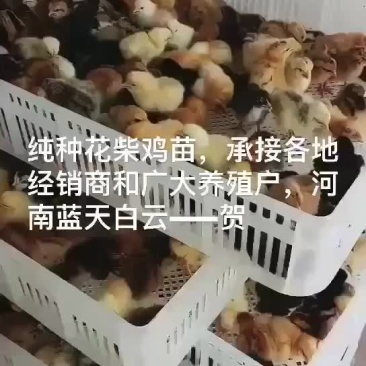 鸡鸭鹅苗