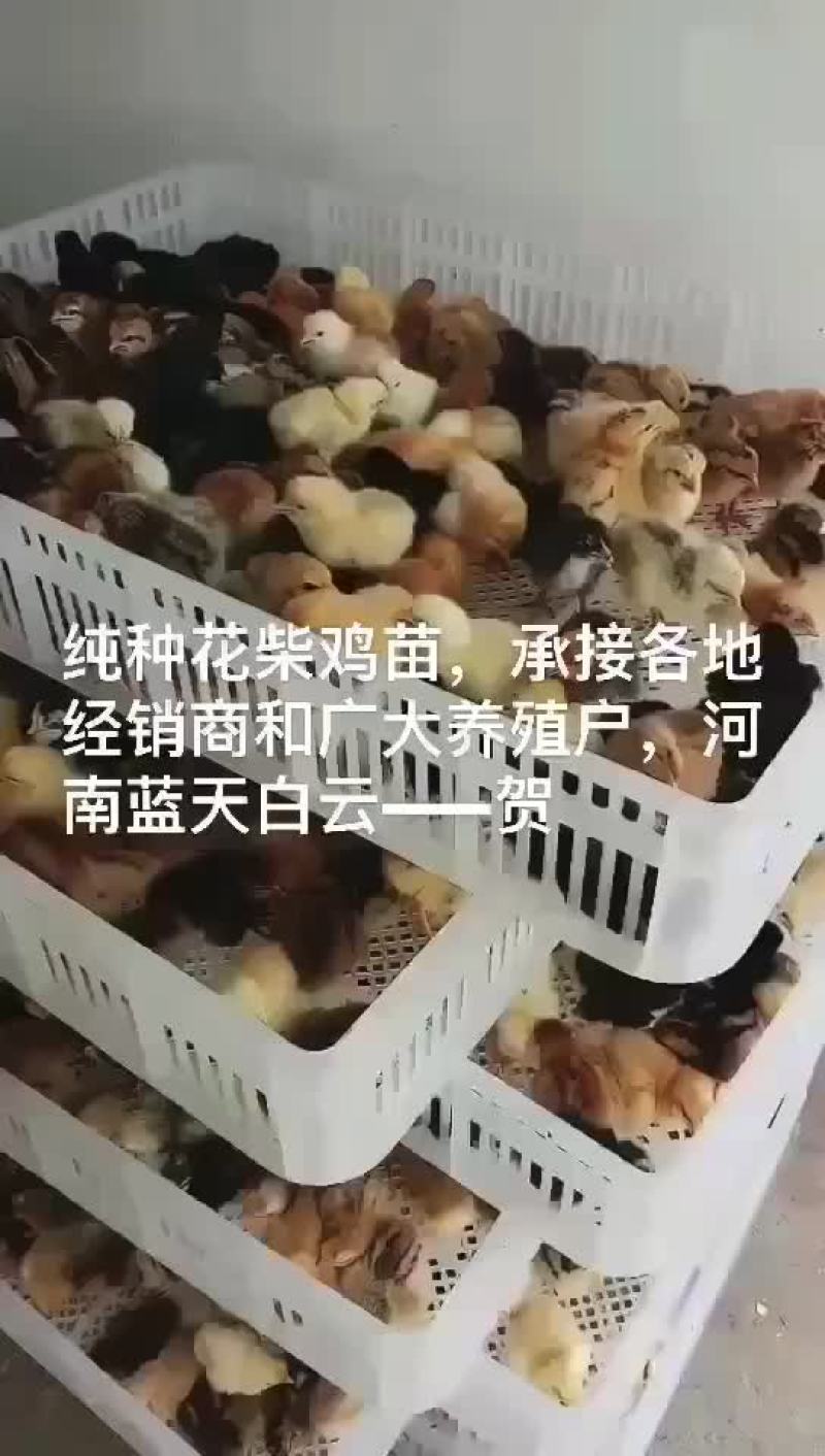 鸡鸭鹅苗