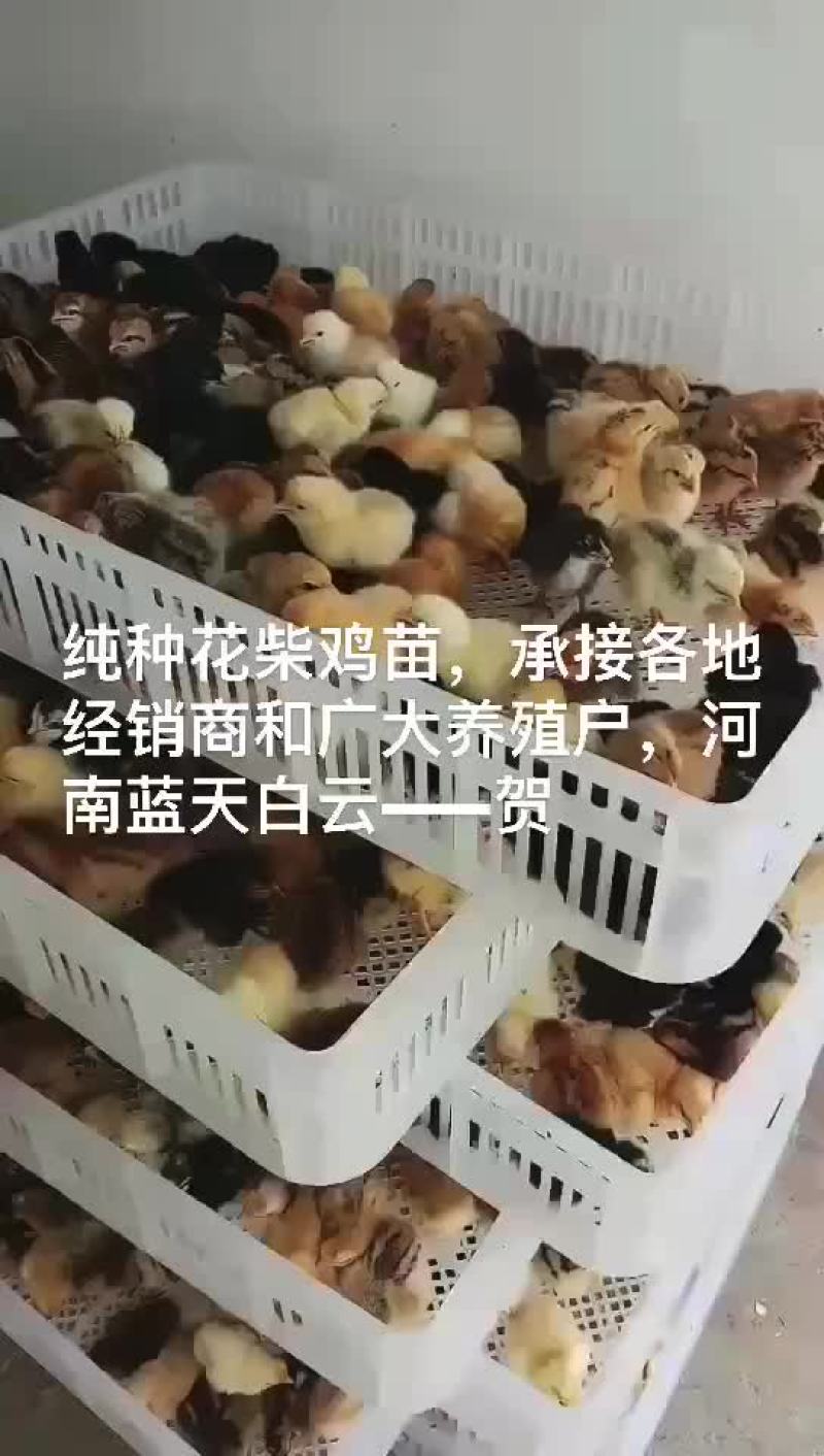 鸡鸭鹅苗