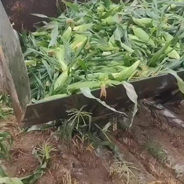 内蒙水果玉米