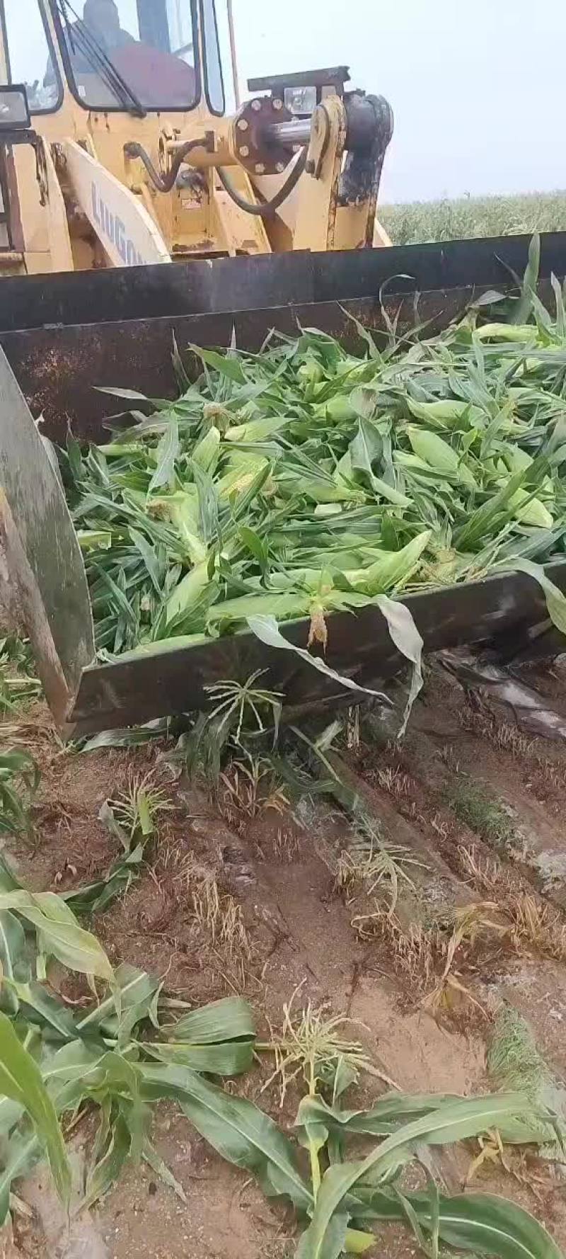 内蒙水果玉米
