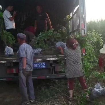 河北张家口蔚县山杏杯苗自产自销无中介