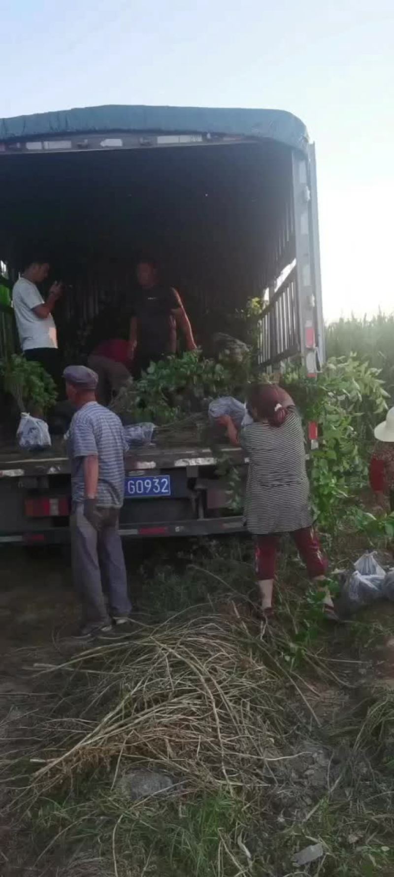 河北张家口蔚县山杏杯苗自产自销无中介