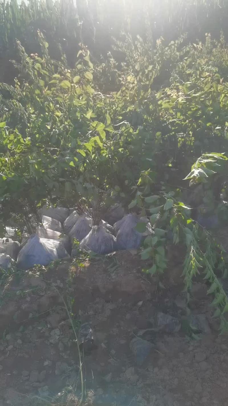 河北张家口蔚县山杏杯苗自产自销无中介