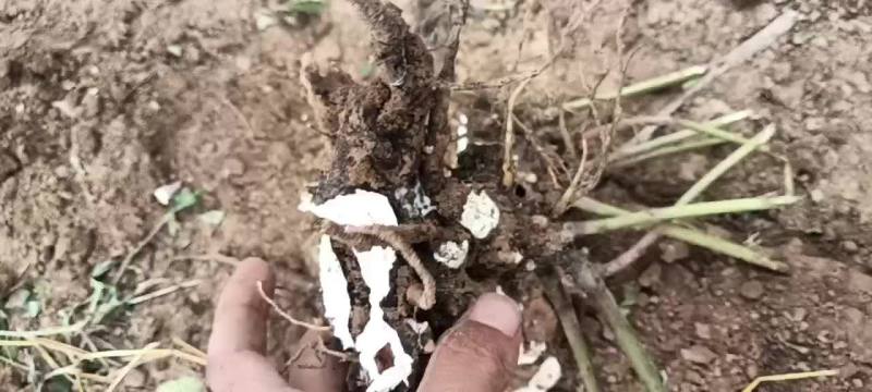 白芍芽头