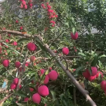 铁岭开原鸡心果