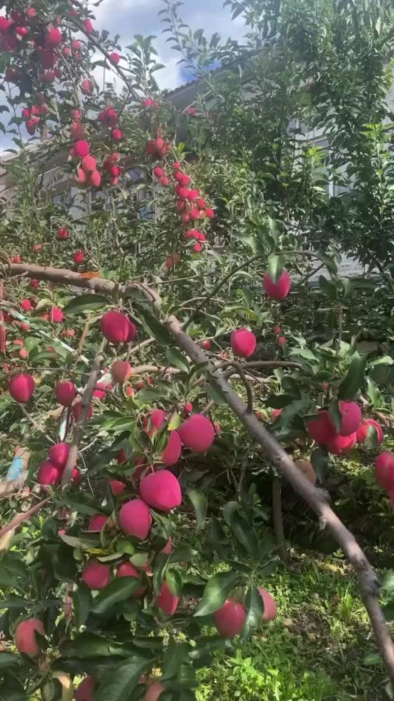 铁岭开原鸡心果