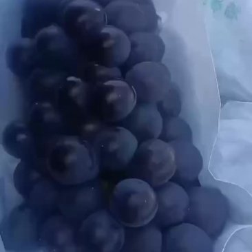 巨峰葡萄