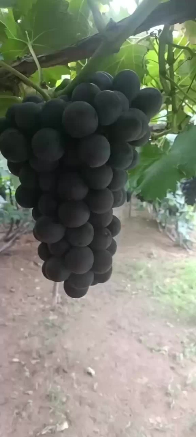 巨峰葡萄