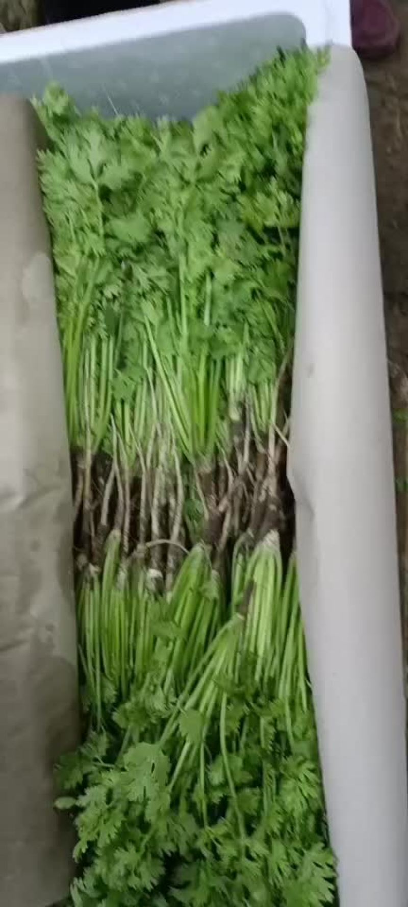 香菜