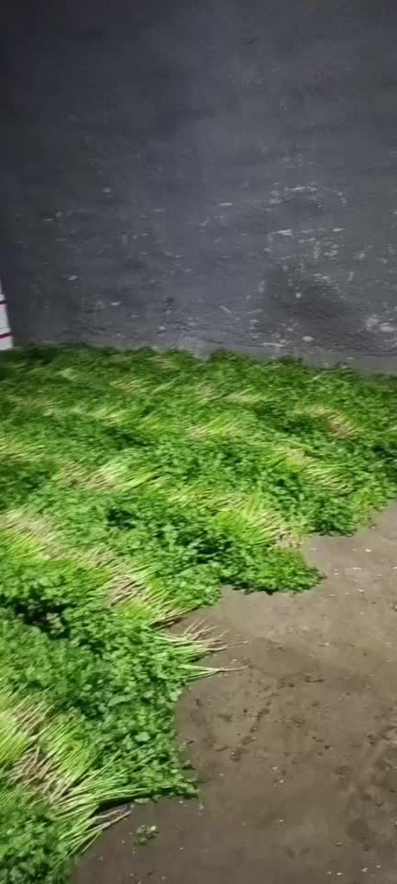 香菜