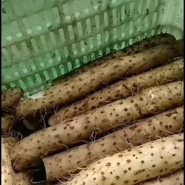 2022年新牛腿山药条形好，颜色靓