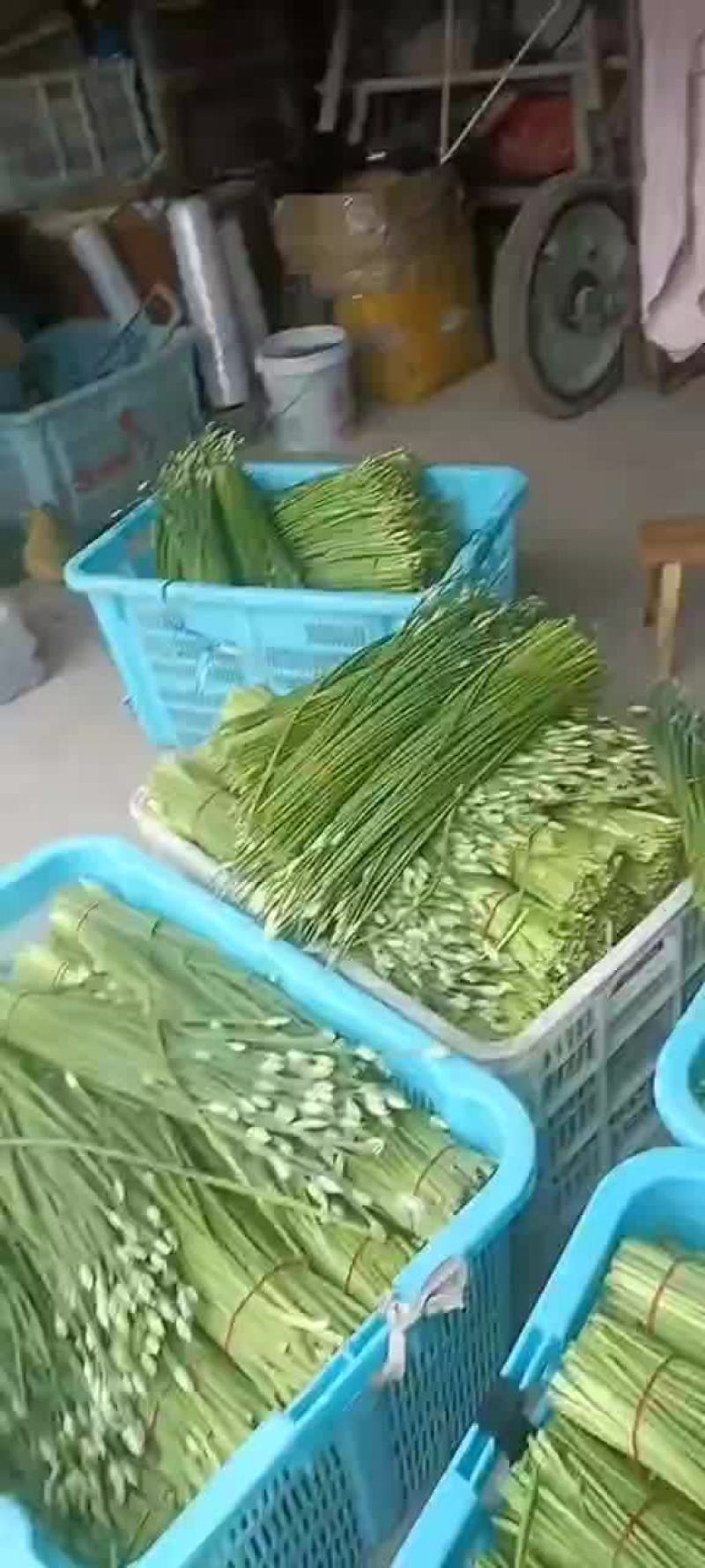 韭菜苔