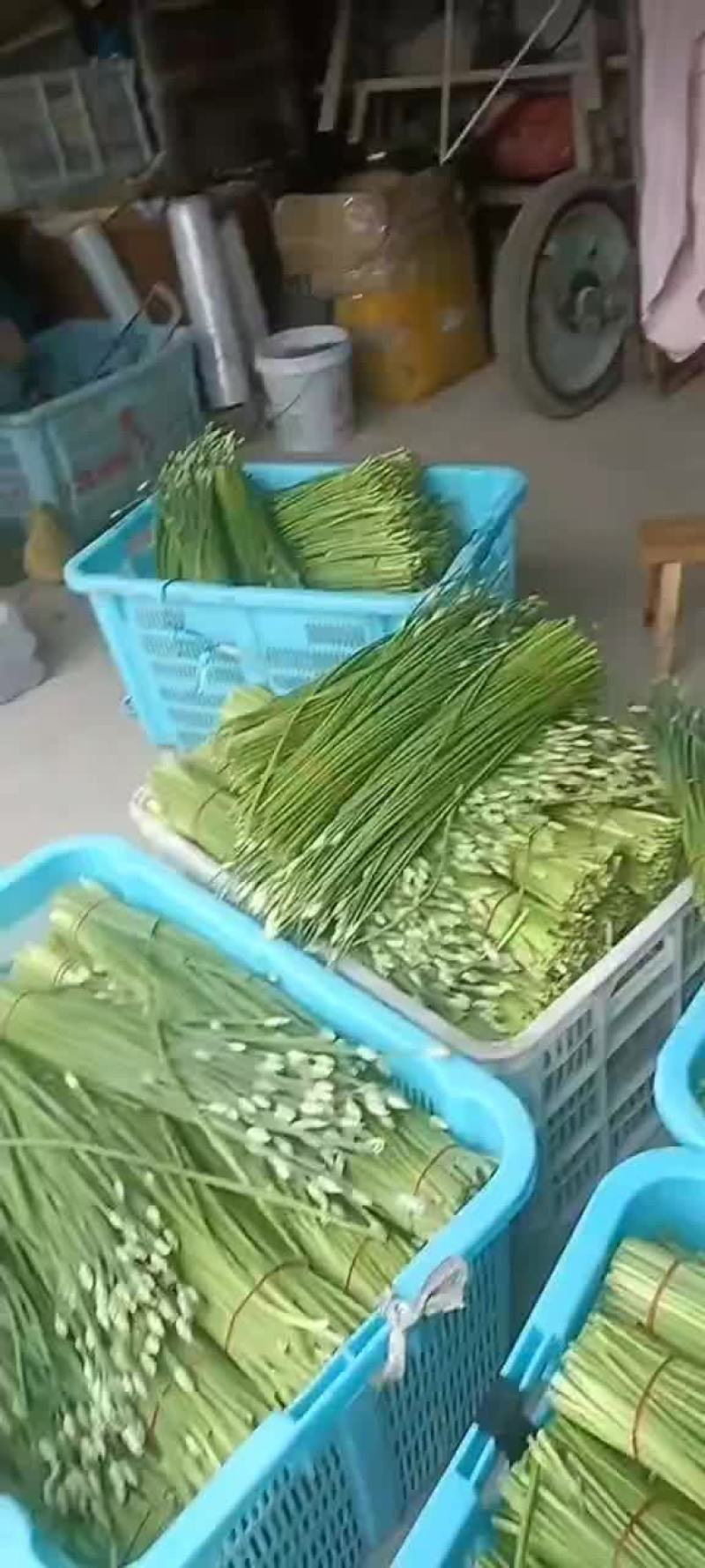 韭菜苔