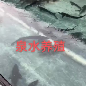 对环境要求非常高，一点污染也没有，追鲟健康，追鲟美味，鲟