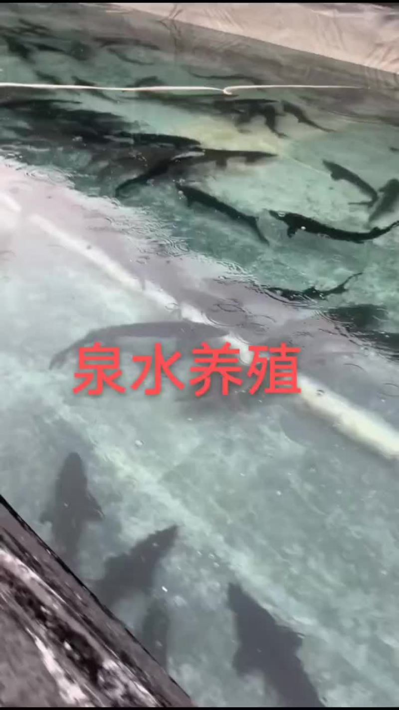对环境要求非常高，一点污染也没有，追鲟健康，追鲟美味，鲟