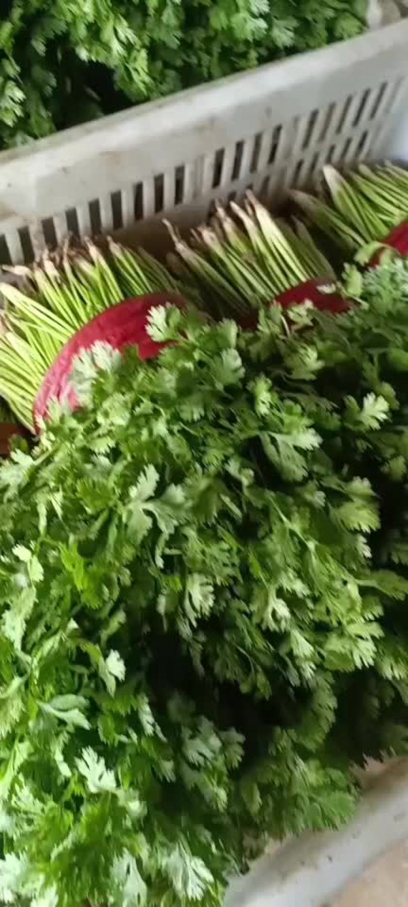 香菜