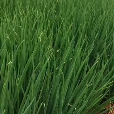 香葱