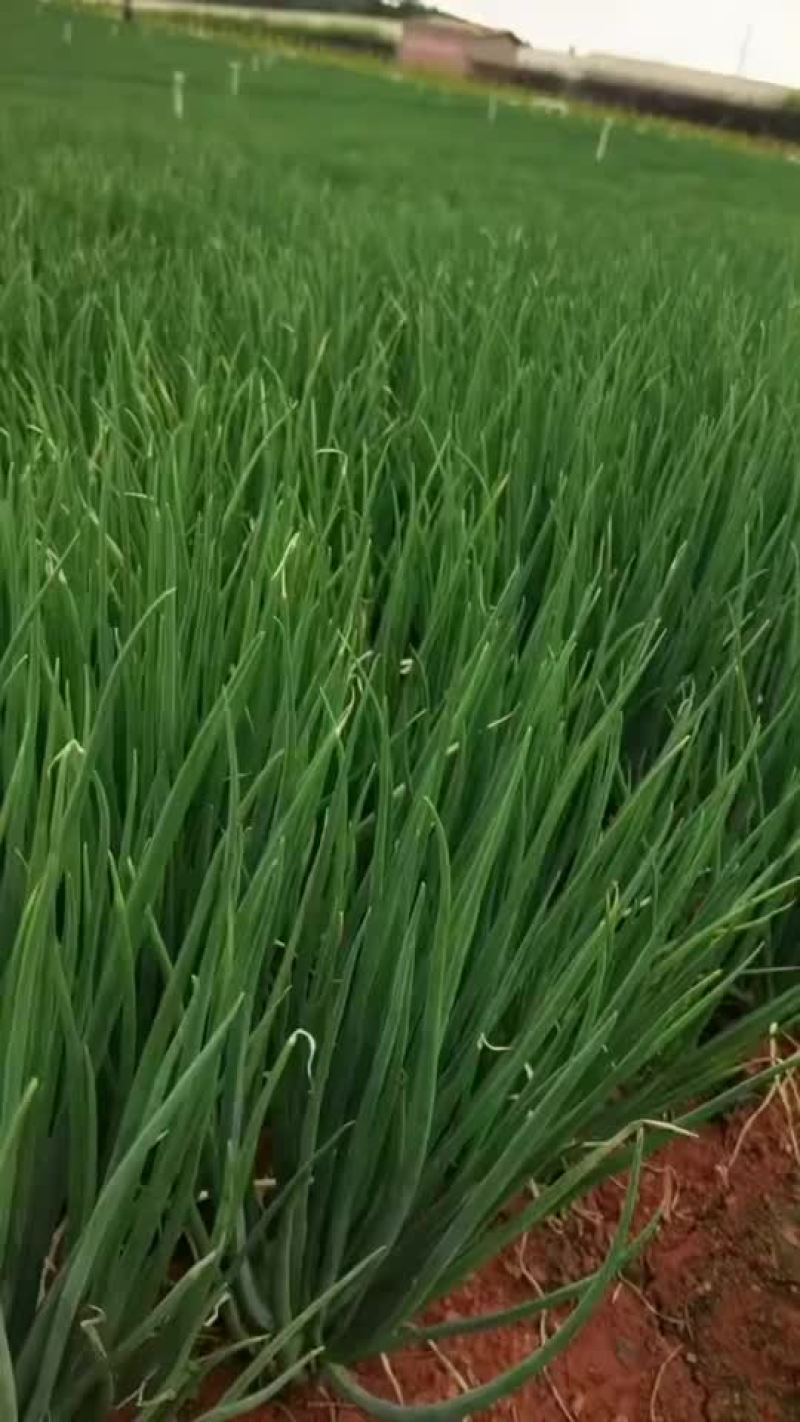 香葱