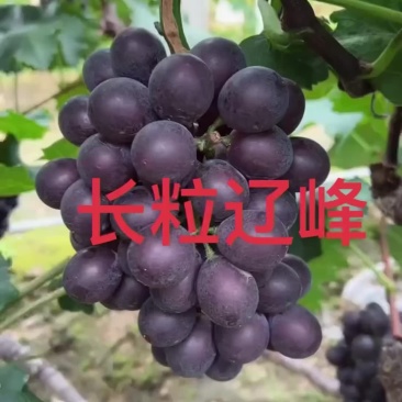 辽嶂葡萄