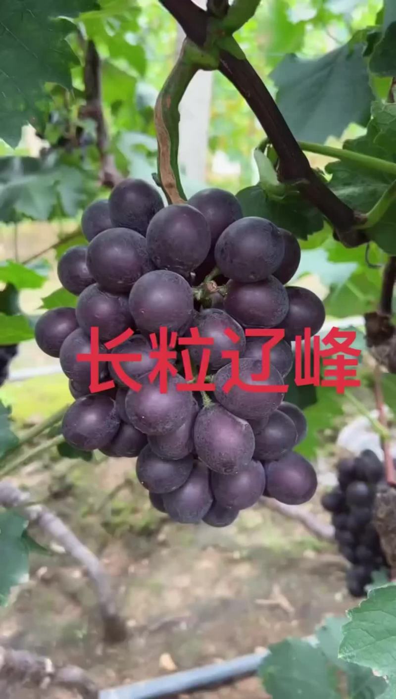 辽嶂葡萄