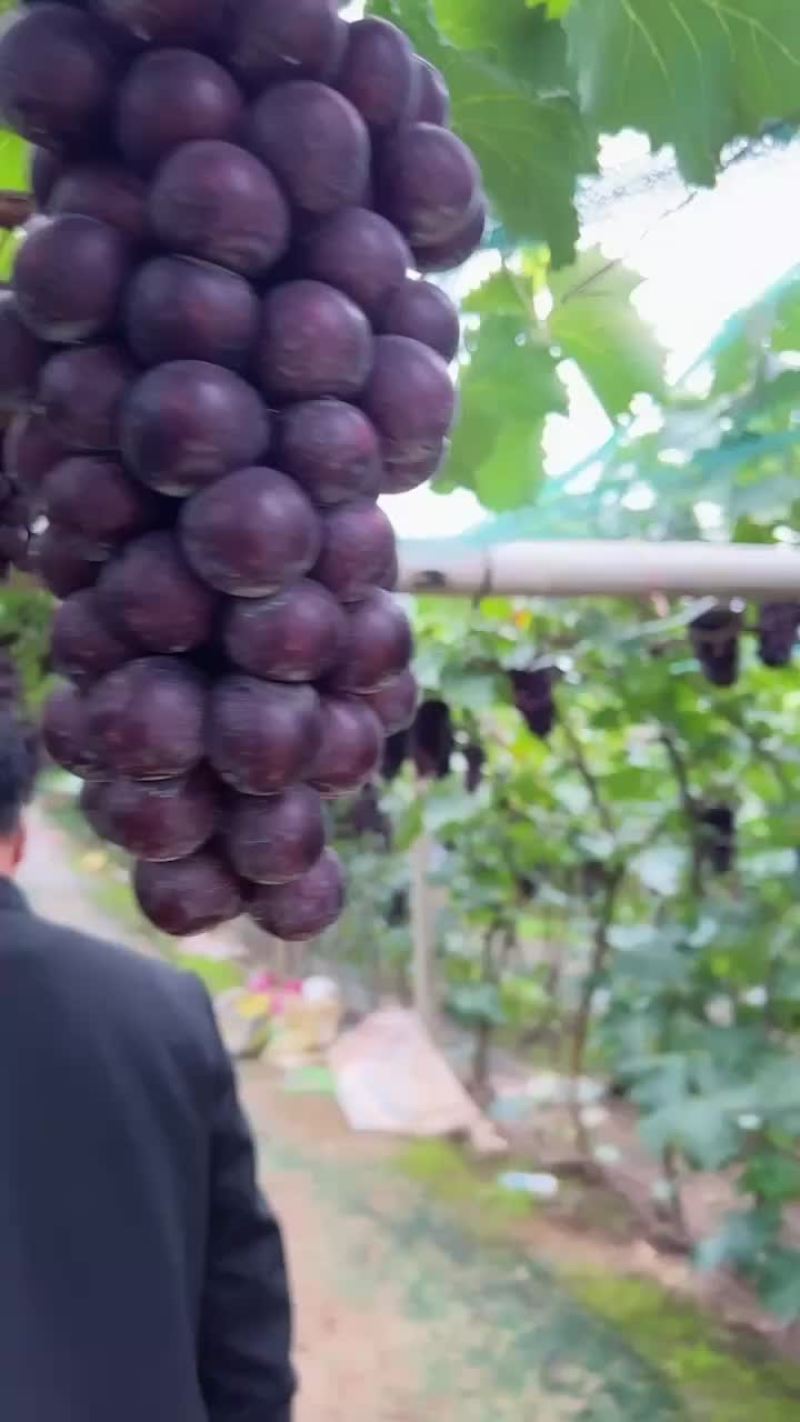 辽嶂葡萄