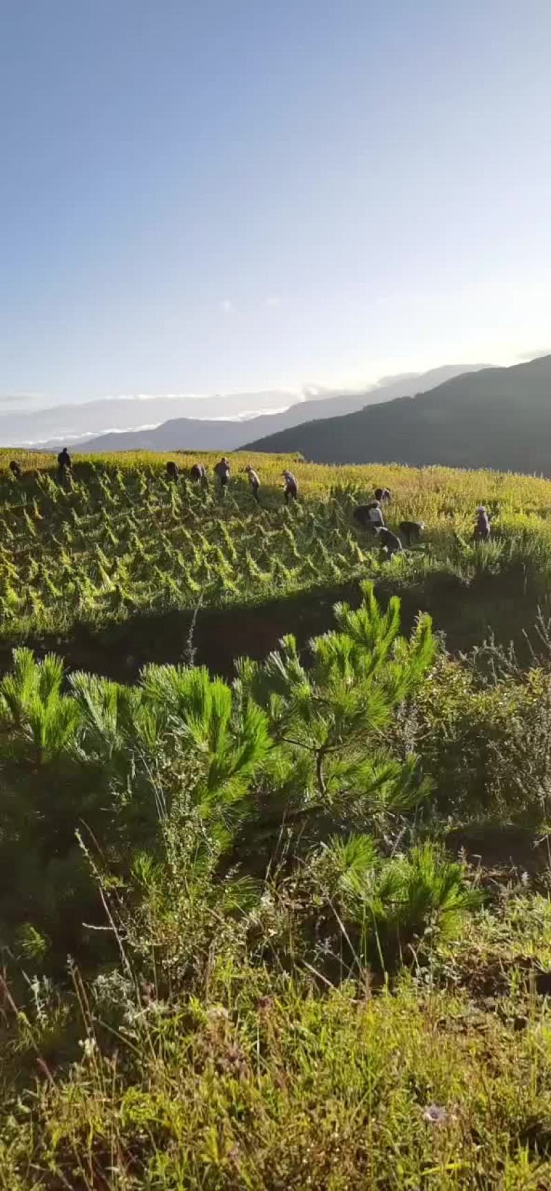土地出租土地出售土地流转土地租赁