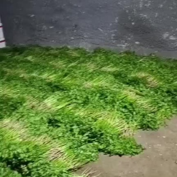 香菜