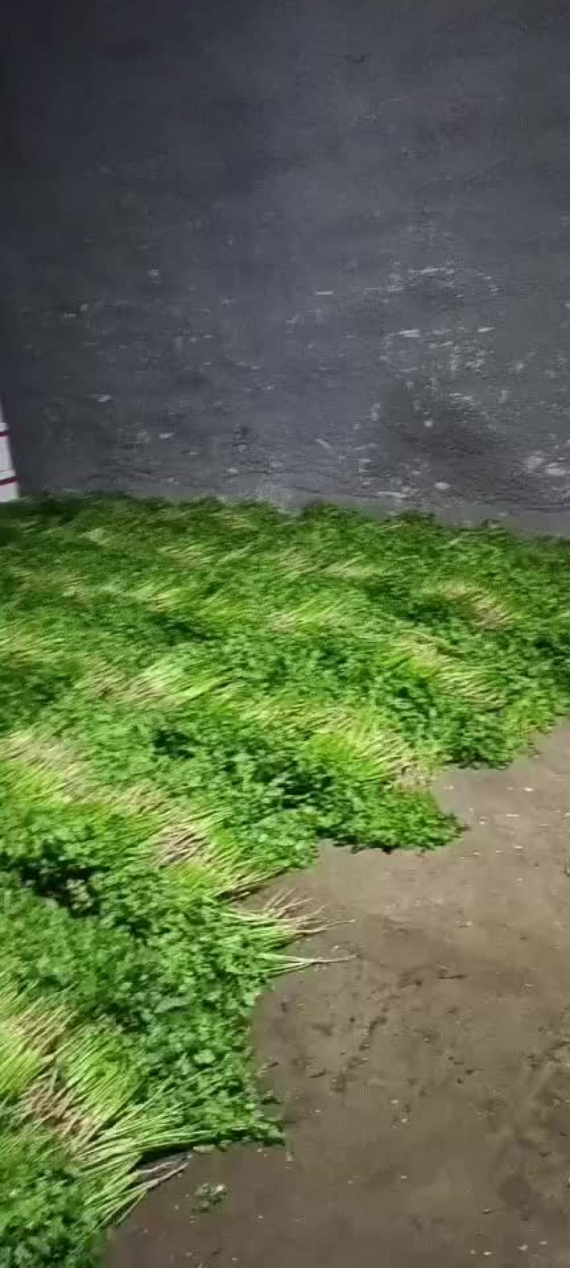 香菜