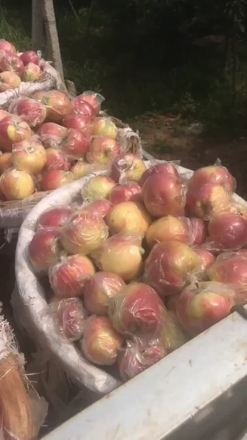 河北唐山乐亭冰糖心大量走货中脆甜可口