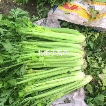 西芹