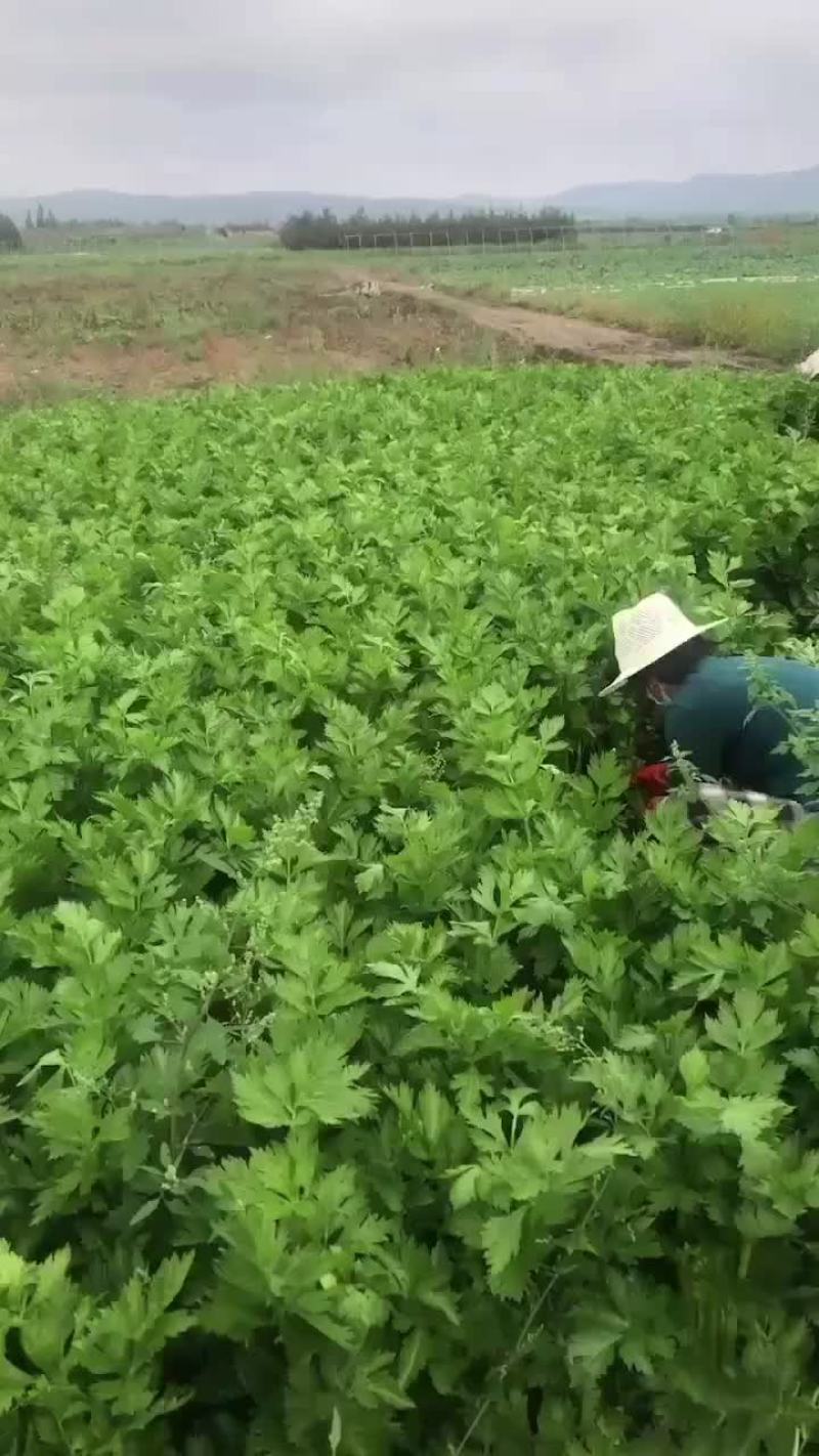 西芹