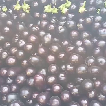 布莱迪绿把长茄