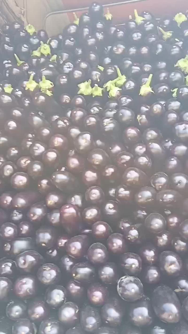 布莱迪绿把长茄
