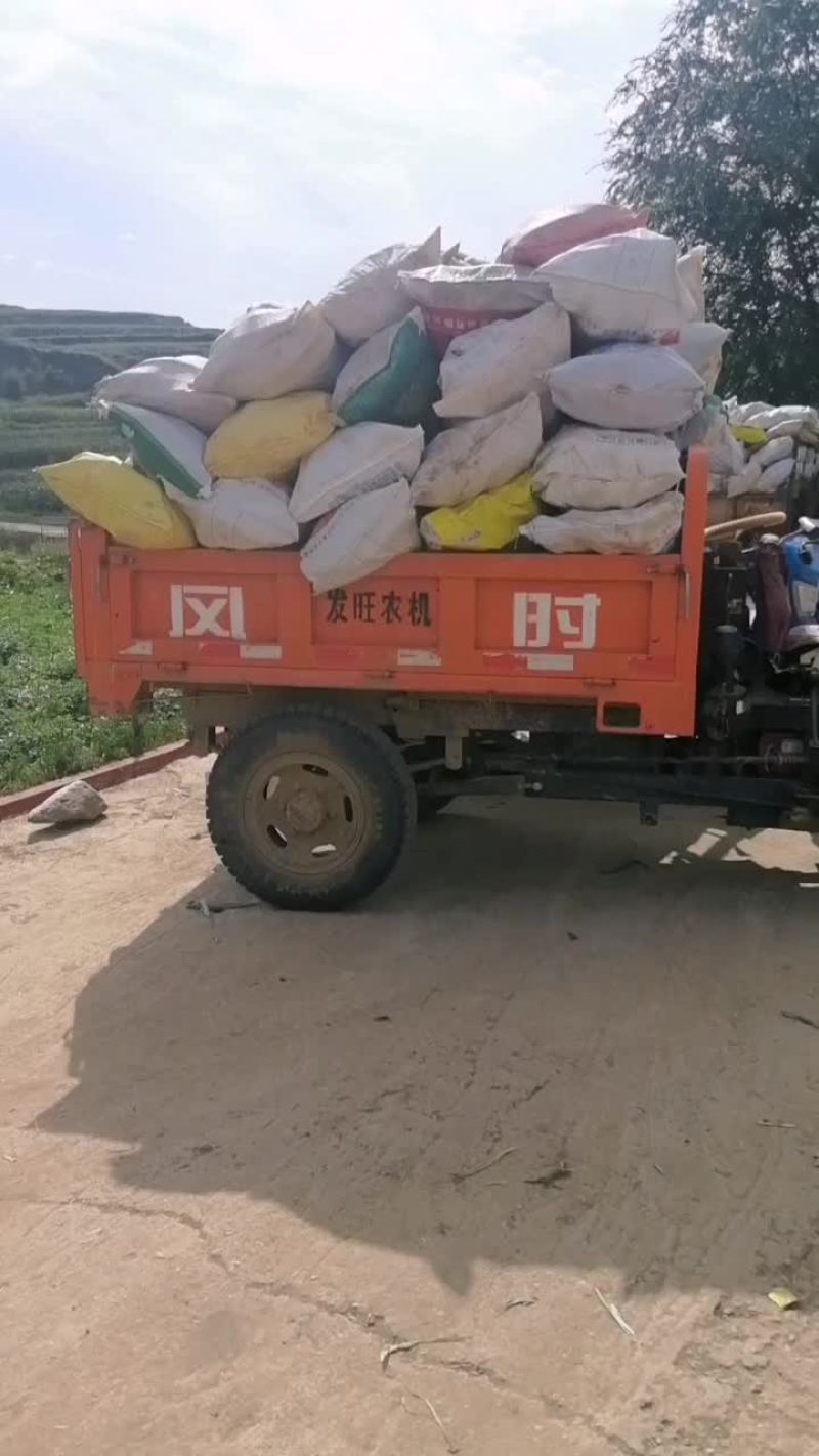 甜玉米