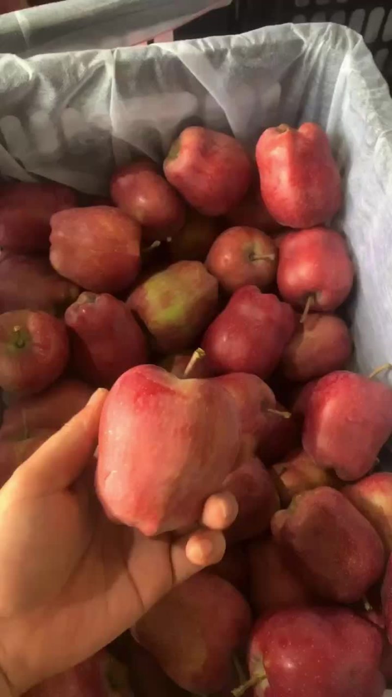 甘肃花牛