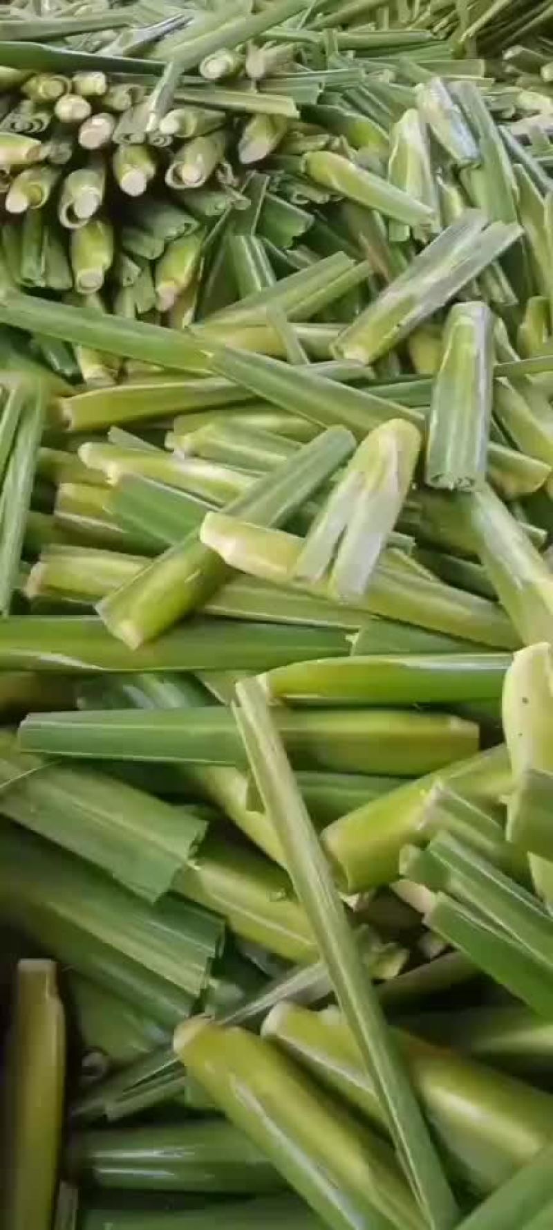 景宁县茭白