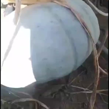 银板栗