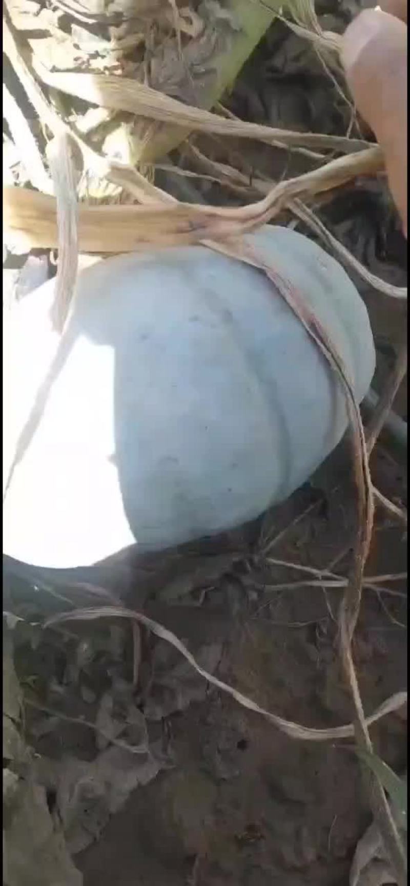 银板栗