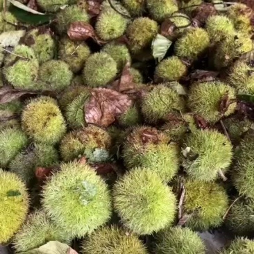 板栗球