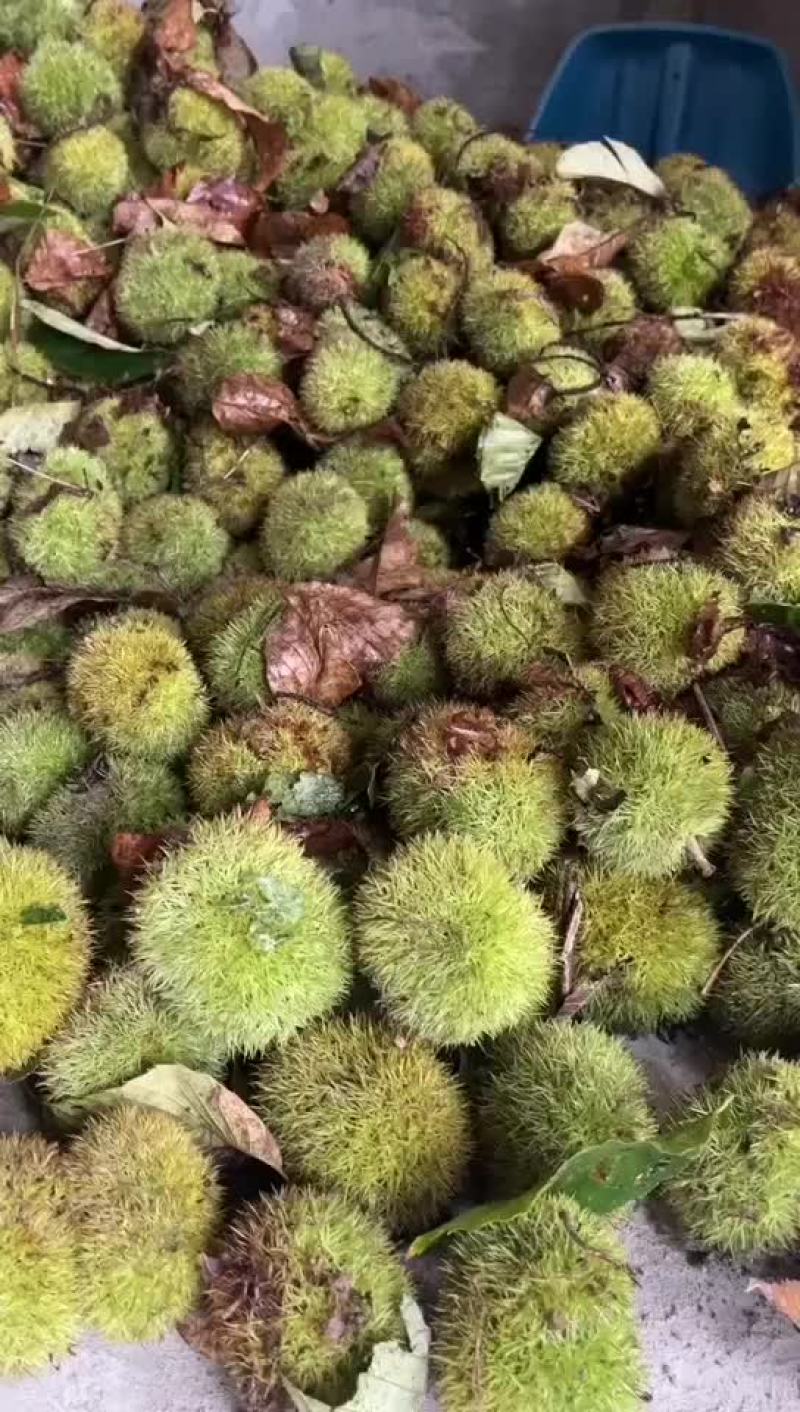 板栗球